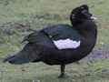 Muscovy Duck